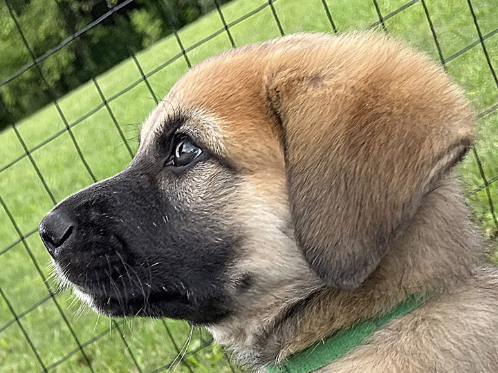 chinook puppy